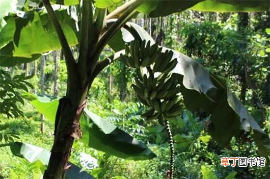 【种植方法】香蕉树怎么种植：香蕉树的种植方法 注意事项