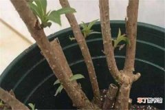 【树】葡萄树老桩怎么种植容易活 方法是什么