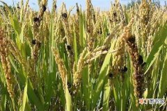 【种植】水稻种植最佳时间和方法及注意事项 什么季节播种好