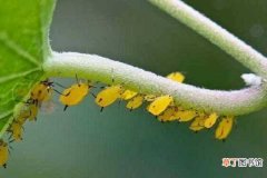 【方法】蚧壳虫怎么用醋彻底消灭 根除害虫的方法