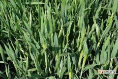 【施肥】冬小麦施肥的最佳时间 施肥要遵循哪些原则
