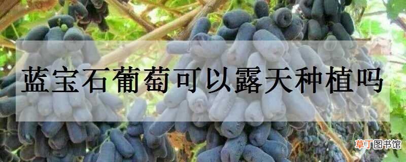 【葡萄】蓝宝石葡萄可以露天种植吗