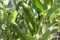 【方法】青蚕豆种植最佳时间和方法及注意事项 什么季节播种好