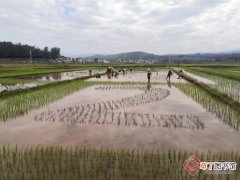 云南南华：稻香田园 水岸渔香