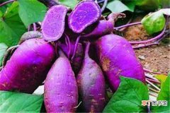 【种植】紫薯种植最佳时间和方法及注意事项 什么季节播种好