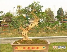 【香】九里香盆景的养护管理有哪些？