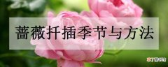 【季节】蔷薇扦插季节与方法