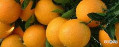 【施肥】橙子施肥时间和方法：橙子施肥时间 橙子施肥方法