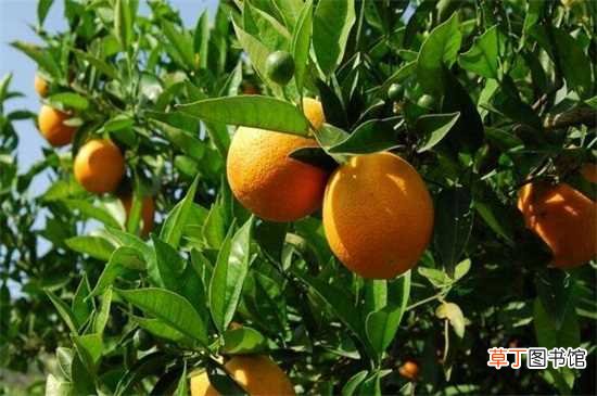 【种植】橙子种植的前景比较乐观