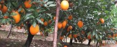 【树】橙子树的繁殖技术：土壤管理 栽种幼苗