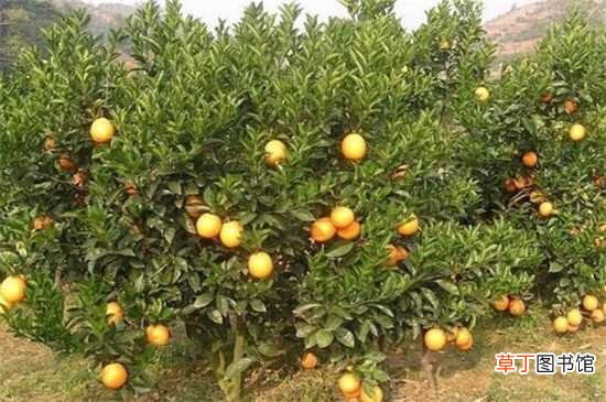 【种植】橙子怎么种植小盆栽：盆栽时间 准备盆土