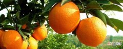 【种植】橙子种植三年苗几年可挂果：橙子种植三年苗三年可挂果 橙子种植后