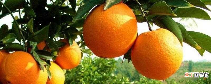 【种植】橙子种植三年苗几年可挂果：橙子种植三年苗三年可挂果 橙子种植后的管理方法