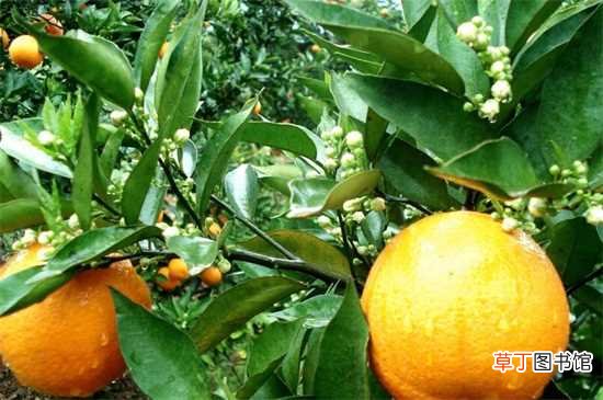 【种子】橙子种子怎么种植方法，4个步骤可让成活率翻倍：橙子种子的培育方法 橙子种子的栽培要点