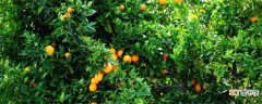 【橙子】不同品种橙子成熟的季节