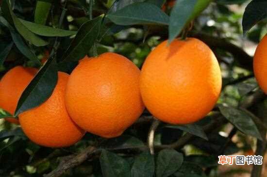 【树】橙子树苗的批发价格平均是20元/株