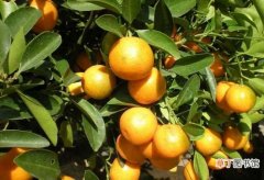 【营养】橙子的营养价值 选购指导