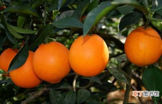 【好处】橙子的好处 知识扩展