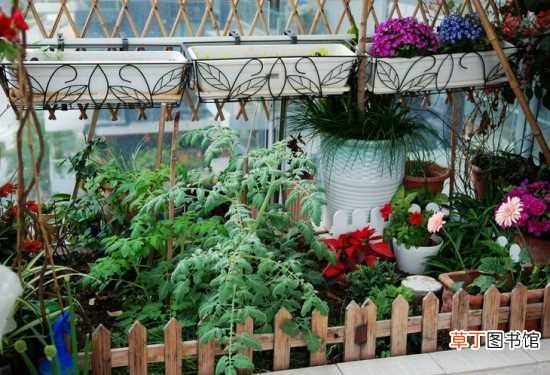 【种植】南阳台可以种植什么花卉：首先要考虑该品种花草的习性
