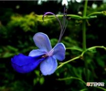 【花】蓝蝴蝶花养护技巧有哪些？