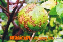 【病虫害】柑橘的主要病虫害有哪些