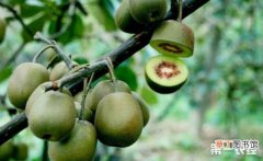 【桃】猕猴桃的种植条件和技术有哪些？