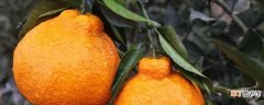 【养殖方法】不知火丑橘的养殖方法