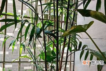 【养殖方法】散尾竹的养殖方法和注意事项