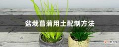 【菖蒲】盆栽菖蒲用土配制方法