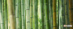 【种植】竹子种植方法和注意事项