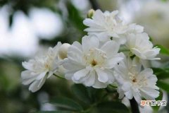 【花】木香花的种植方法 夏季如何养护