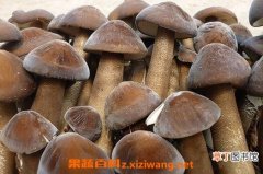 【吃】长根菇的功效作用与吃法