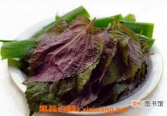 【功效】紫苏子叶的功效与作用及食用方法