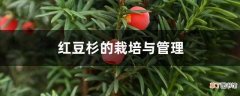 【栽培】红豆杉的栽培与管理