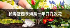 【花】长寿冠四季海棠一年开几次花