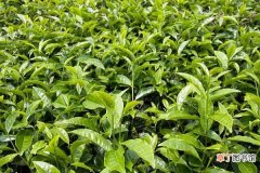 【树】茶树怎么种植 茶树的作用