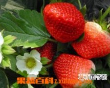 【水果】奶油草莓是转基因水果吗？