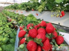 省农科院最新研究解开草莓身上的这个奥秘
