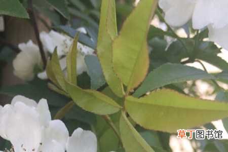 【花】白木香花种植方法