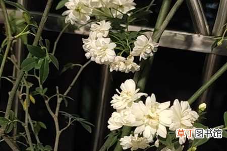 【花】白木香花种植方法