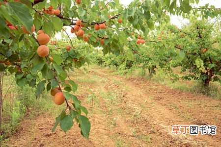 【树】杏树的病虫害和防治方法