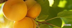 【树】杏树的病虫害和防治方法
