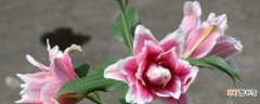 【百合花】香水百合花有毒 香水百合花的养护方法