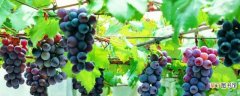 【葡萄】新手种葡萄的方法