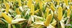 【种植方法】糯玉米的种植时间 糯玉米的种植方法