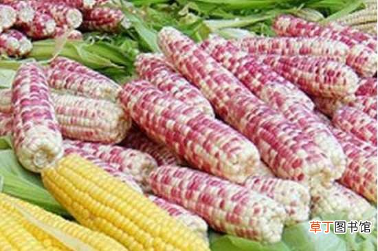【种植方法】糯玉米的种植时间 糯玉米的种植方法