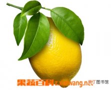 【吃】新鲜的柠檬怎么吃 新鲜柠檬的吃法