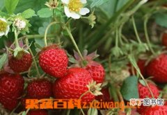 【盆栽】草莓怎么种植 盆栽草莓的种植方法