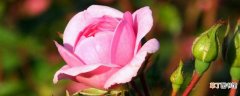 【养殖】玫瑰养殖方法与技巧
