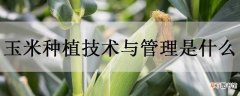 【种植】玉米种植技术与管理是什么